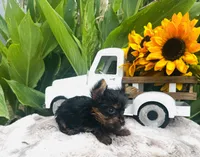 Roxie, a female Yorkshire Terrier for sale in Ardmore, OK – 10 of 10