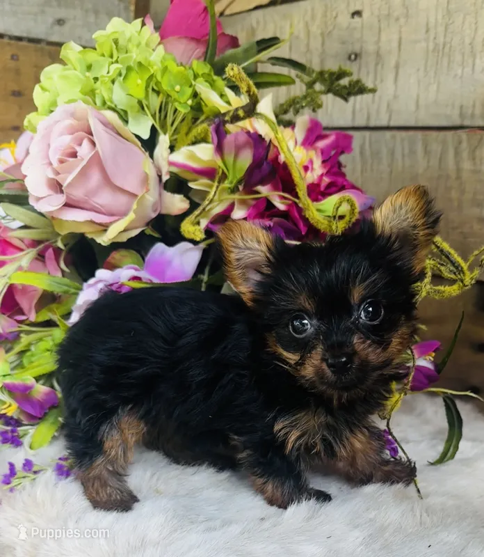 Roxie – Yorkshire Terrier puppy for sale in Ardmore, OK