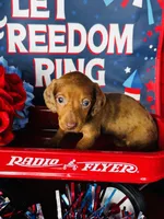 Marilyn Monroe, a male Miniature Dachshund for sale in Ardmore, OK – 5 of 6
