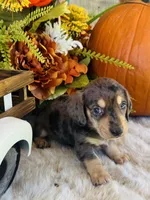 Jax (Longhair), a male Miniature Dachshund for sale in Ardmore, OK – 4 of 10