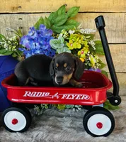 Ninja , a female Miniature Dachshund for sale in Ardmore, OK – 6 of 10