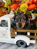 Tarzan, a male Miniature Dachshund for sale in Ardmore, OK – 2 of 10