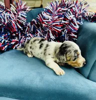 Nova , a male Miniature Dachshund for sale in Ardmore, OK – 8 of 10