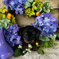 Cami, a female Yorkshire Terrier for sale in Ardmore, OK – 1 of 10