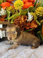Ellie (Longhair), a female Miniature Dachshund for sale in Ardmore, OK – 8 of 10