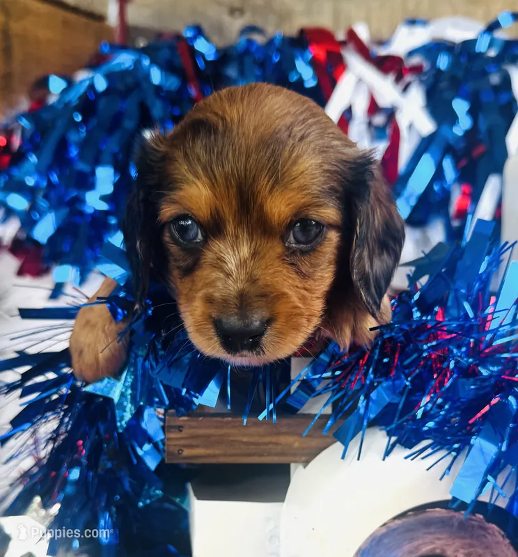 Dixie (Longhair)  – Miniature Dachshund puppy for sale in Ardmore, OK
