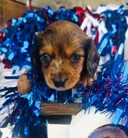 Dixie (Longhair) , a female Miniature Dachshund for sale in Ardmore, OK – 1 of 10