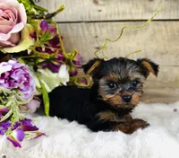 Madeleine , a female Yorkshire Terrier for sale in Ardmore, OK – 5 of 10