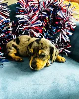 Harley, a male Miniature Dachshund for sale in Ardmore, OK – 6 of 10