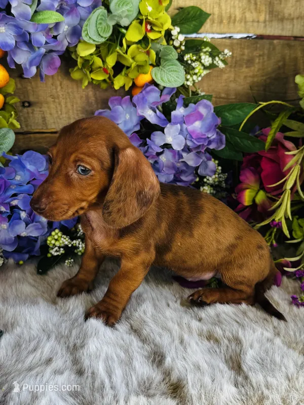 Marilyn Monroe – Miniature Dachshund puppy for sale in Ardmore, OK