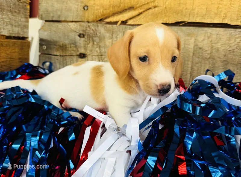 Jameson – Miniature Dachshund puppy for sale in Ardmore, OK