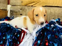 Jameson, a male Miniature Dachshund for sale in Ardmore, OK – 1 of 8