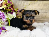 Madeleine , a female Yorkshire Terrier for sale in Ardmore, OK – 2 of 10