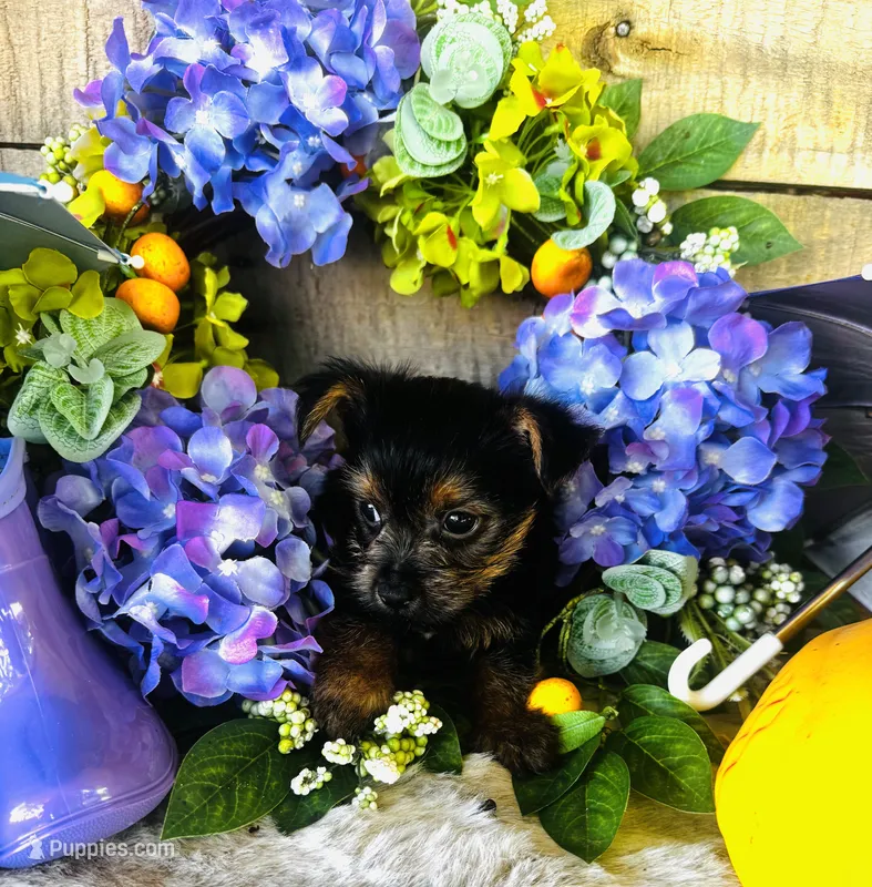 Lance  – Yorkshire Terrier puppy for sale in Ardmore, OK