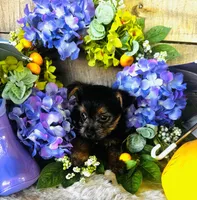 Lance , a male Yorkshire Terrier for sale in Ardmore, OK – 1 of 10