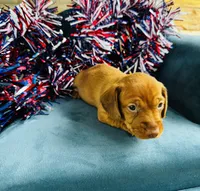 Maxx, a male Miniature Dachshund for sale in Ardmore, OK – 6 of 10