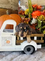 Stella, a female Miniature Dachshund for sale in Ardmore, OK – 3 of 10