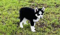 Jupiter, a male Siberian Husky for sale in Ardmore, OK – Photo 3 of 10