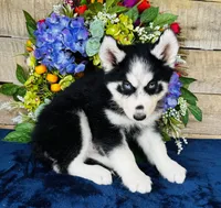 Jupiter, a male Siberian Husky for sale in Ardmore, OK – Photo 4 of 10