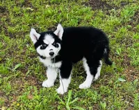 Jupiter, a male Siberian Husky for sale in Ardmore, OK – Photo 5 of 10