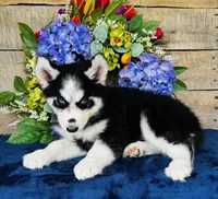 Jupiter, a male Siberian Husky for sale in Ardmore, OK – Photo 7 of 10