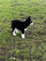 Jupiter, a male Siberian Husky for sale in Ardmore, OK – Photo 9 of 10