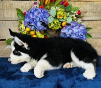 Jupiter, a male Siberian Husky for sale in Ardmore, OK – Photo 10 of 10