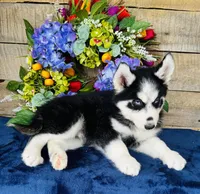 Jupiter, a male Siberian Husky for sale in Ardmore, OK – Photo 8 of 10