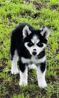 Jupiter, a male Siberian Husky for sale in Ardmore, OK – Photo 2 of 10