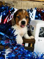 Jim Beam (Longhair), a male Miniature Dachshund for sale in Ardmore, OK – 4 of 10