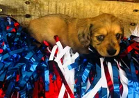 Whiskey (Longhair), a male Miniature Dachshund for sale in Ardmore, OK – 6 of 10