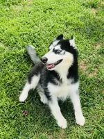 Ravia, a female Siberian Husky for sale in Ardmore, OK – 2 of 10
