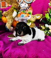 Gabe, a male Miniature Dachshund for sale in Ardmore, OK – Photo 2 of 10