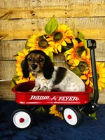 Gabe, a male Miniature Dachshund for sale in Ardmore, OK – Photo 10 of 10