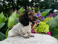 Gabe, a male Miniature Dachshund for sale in Ardmore, OK – Photo 1 of 10