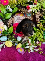 Gabe, a male Miniature Dachshund for sale in Ardmore, OK – Photo 6 of 10