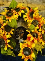 Gabe, a male Miniature Dachshund for sale in Ardmore, OK – Photo 9 of 10