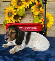 Gabe, a male Miniature Dachshund for sale in Ardmore, OK – Photo 7 of 10