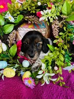 Gabe, a male Miniature Dachshund for sale in Ardmore, OK – Photo 8 of 10