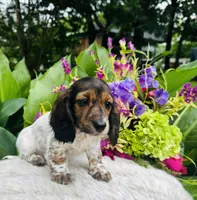 Gabe, a male Miniature Dachshund for sale in Ardmore, OK – Photo 4 of 10