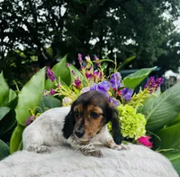 Gabe, a male Miniature Dachshund for sale in Ardmore, OK – Photo 6 of 10