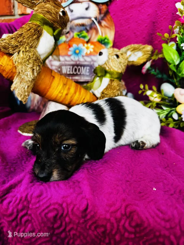 Gabe – Miniature Dachshund puppy for sale in Ardmore, OK