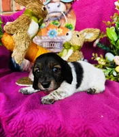 Gabe, a male Miniature Dachshund for sale in Ardmore, OK – Photo 3 of 10