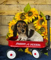 Gabe, a male Miniature Dachshund for sale in Ardmore, OK – Photo 8 of 10