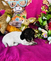 Gabe, a male Miniature Dachshund for sale in Ardmore, OK – Photo 7 of 10