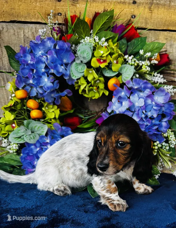 Gabe – Miniature Dachshund puppy for sale in Ardmore, OK