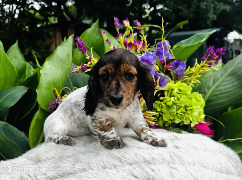 Gabe – Miniature Dachshund puppy for sale in Ardmore, OK