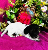 Gabe, a male Miniature Dachshund for sale in Ardmore, OK – Photo 4 of 10