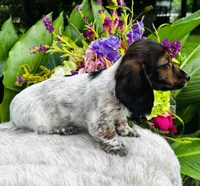 Gabe, a male Miniature Dachshund for sale in Ardmore, OK – Photo 5 of 10