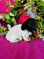 Gabe, a male Miniature Dachshund for sale in Ardmore, OK – Photo 10 of 10